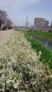 ユキヤナギとさくら、菜の花添え