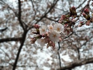 市役所の桜