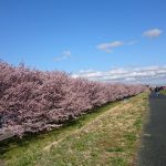 桜_20170407_19